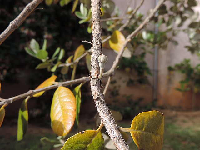 Acca sellowiana (Feijoa) : fleur solitaire sur rameau de l'ann�e pr�c�dente (stade bouton floral)