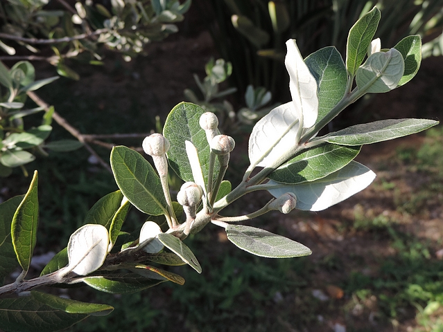 Acca sellowiana (Feijoa) : groupe de cinq fleurs le long d'un rameau de l'ann�e (stade bouton floral)