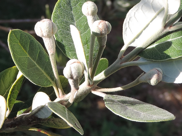 Acca sellowiana (Feijoa) : groupe de cinq boutons floraux le long d'un rameau de l'ann�e
