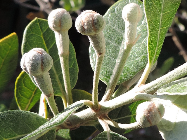 Acca sellowiana (Feijoa) : groupe de cinq boutons floraux le long d'un rameau de l'ann�e