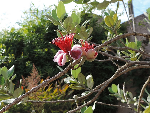 Acca sellowiana (Feijoa) : groupe de deux fleurs sur le c�t� d'un rameau de l'ann�e pr�c�dente