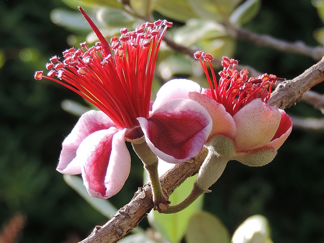 Acca sellowiana (Feijoa) : groupe de deux fleurs sur le c�t� d'un rameau de l'ann�e pr�c�dente