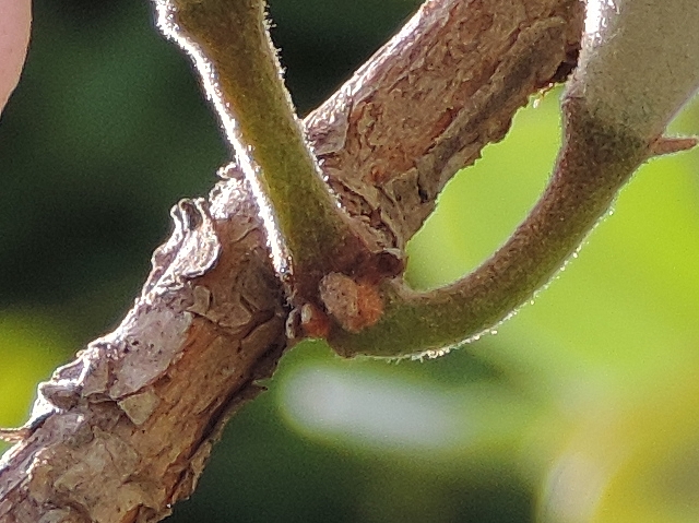 Acca sellowiana (Feijoa) : point d'insertion d'un groupe de deux fleurs sur le c�t� d'un rameau de l'ann�e pr�c�dente