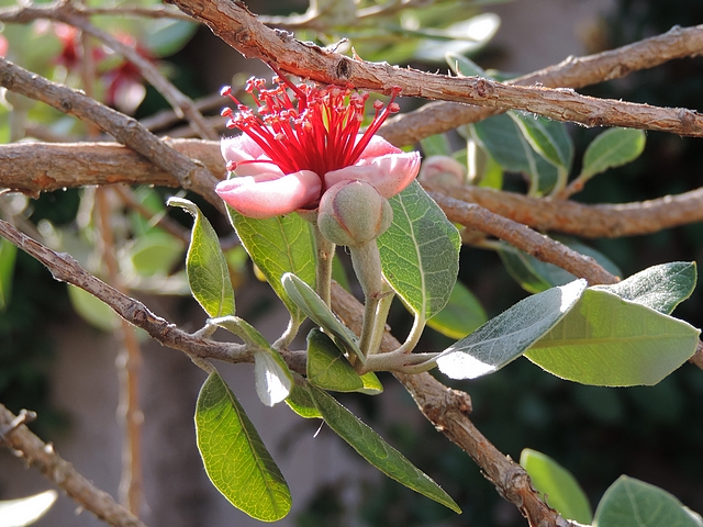 Acca sellowiana (Feijoa) : groupe de deux fleurs sur rameau de l'ann�e
