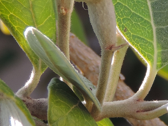 Acca sellowiana (Feijoa) : p�doncules d'un groupe de deux fleurs sur rameau de l'ann�e