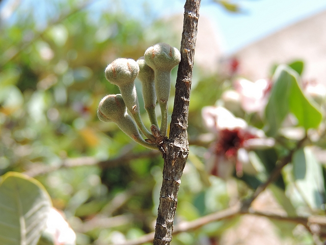 Acca sellowiana (Feijoa) : groupe de quatre boutons floraux le long d'un rameau vertical de l'ann�e pr�c�dente