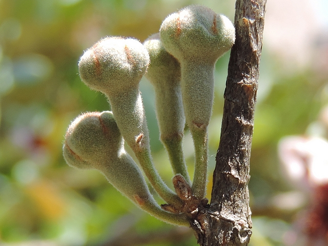 Acca sellowiana (Feijoa) : groupe de quatre boutons floraux le long d'un rameau vertical de l'ann�e pr�c�dente