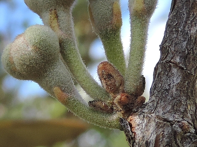 Acca sellowiana (Feijoa) : base d'un groupe de quatre fleurs sur rameau vertical de l'ann�e pr�c�dente