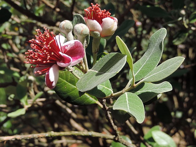 Acca sellowiana (Feijoa) : groupe de quatre fleurs oppos�es d�cuss�es au sommet d'un rameau de l'ann�e