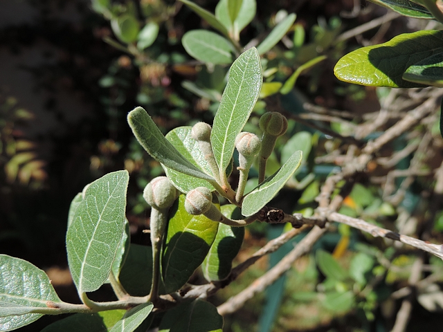 Acca sellowiana (Feijoa) : groupe de quatre fleurs au d�but d'une courte deuxi�me pousse de l'ann�e