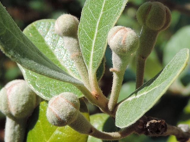 Acca sellowiana (Feijoa) : groupe de quatre fleurs au d�but d'une courte deuxi�me pousse de l'ann�e