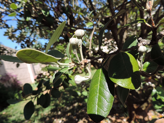 Acca sellowiana (Feijoa) : groupe de quatre fleurs au d�but d'une deuxi�me pousse de l'ann�e