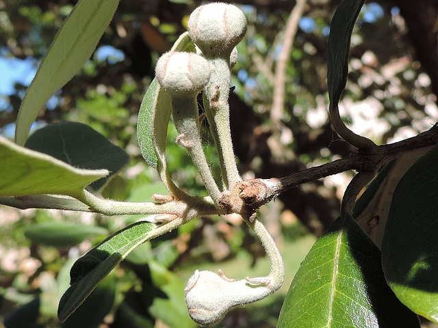 Acca sellowiana (Feijoa) : groupe de quatre fleurs au d�but d'une deuxi�me pousse de l'ann�e