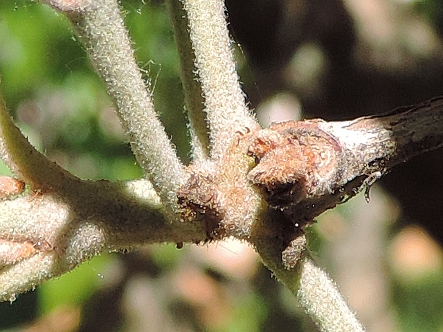 Acca sellowiana (Feijoa) : p�doncules d'un groupe de quatre fleurs au d�but d'une deuxi�me pousse de l'ann�e