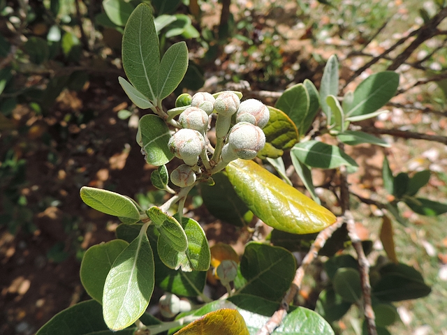 Acca sellowiana (Feijoa) : groupe de six boutons floraux au sommet d'un rameau de l'ann�e