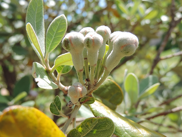 Acca sellowiana (Feijoa) : groupe de six boutons floraux au sommet d'un rameau de l'ann�e