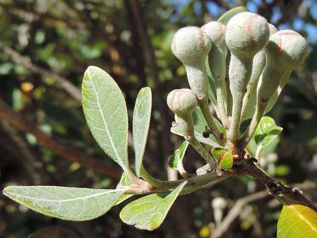 Acca sellowiana (Feijoa) : groupe de six boutons floraux au sommet d'un rameau de l'ann�e