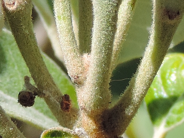 Acca sellowiana (Feijoa) : bases des p�doncules d'un groupe de six fleurs au sommet d'un rameau de l'ann�e