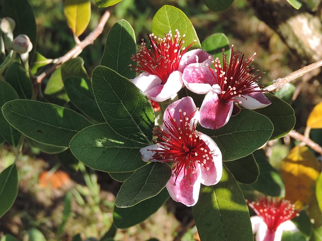 Acca sellowiana (Feijoa) : troisi�me fleur pr�c�dant une paire oppos�e dans un groupe en fin de rameau