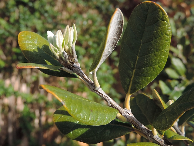 Acca sellowiana (Feijoa) : naissance de deux ramifications � l'extr�mit� d'un rameau de l'ann�e