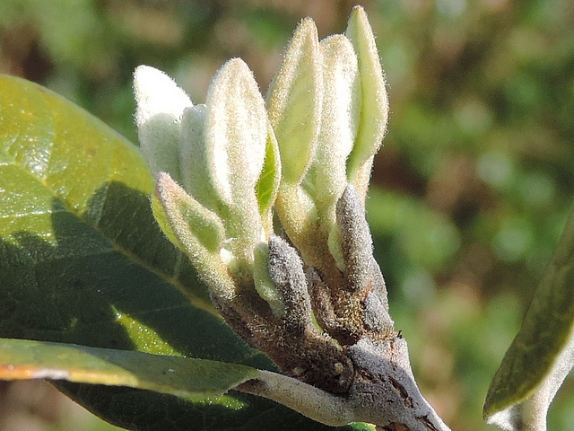 Acca sellowiana (Feijoa) : naissance de deux ramifications � l'extr�mit� d'un rameau de l'ann�e