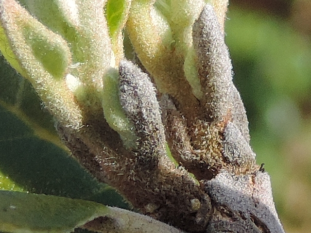 Acca sellowiana (Feijoa) : naissance de deux ramifications � l'extr�mit� d'un rameau de l'ann�e