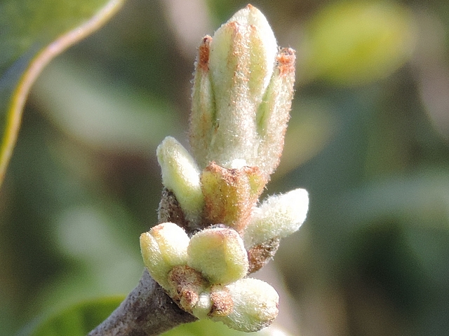 Acca sellowiana (Feijoa) : sommet d'un rameau de l'ann�e avec d�veloppement de deux ramifications