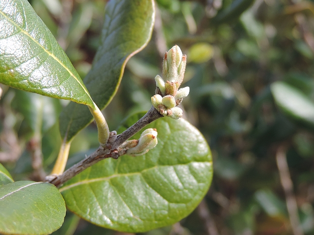 Acca sellowiana (Feijoa) : naissance de trois ramifications sur un rameau de l'ann�e