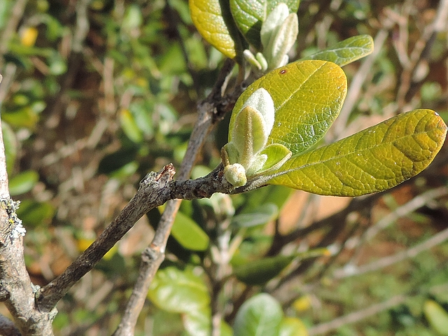 Acca sellowiana (Feijoa) : rameau de l'ann�e � l'extr�mit� d'un court rameau axillaire de l'ann�e pr�c�dente