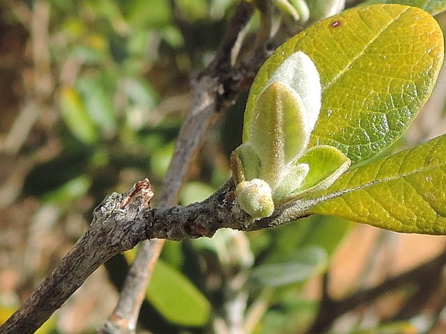 Acca sellowiana (Feijoa) : rameau de l'ann�e � l'extr�mit� d'un rameau axillaire de l'ann�e pr�c�dente