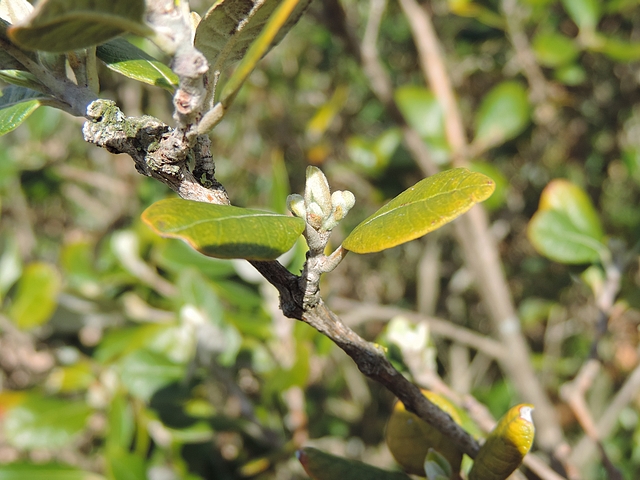 Acca sellowiana (Feijoa) : rameau de l'ann�e le long d'un rameau de l'ann�e pr�c�dente