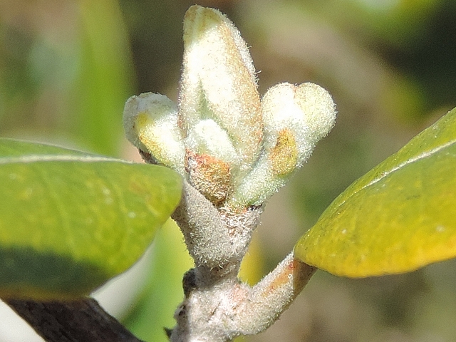 Acca sellowiana (Feijoa) : sommet d'un rameau de l'ann�e 