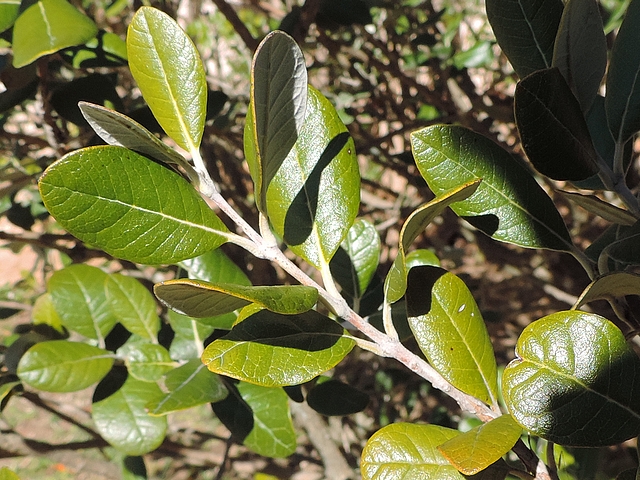 Acca sellowiana (Feijoa) : rameau de l'ann�e