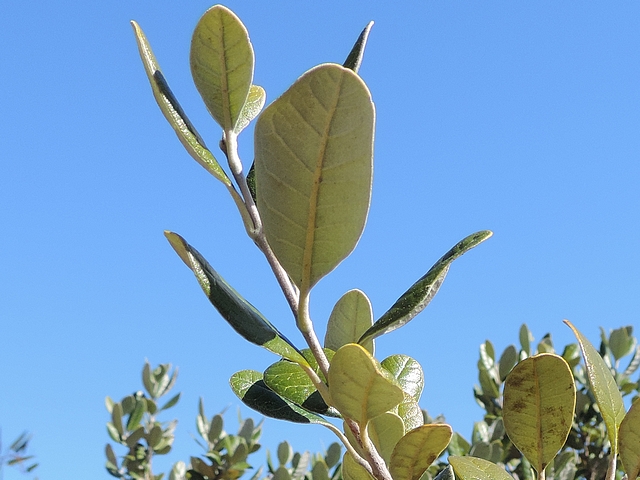 Acca sellowiana (Feijoa) : rameau de l'ann�e