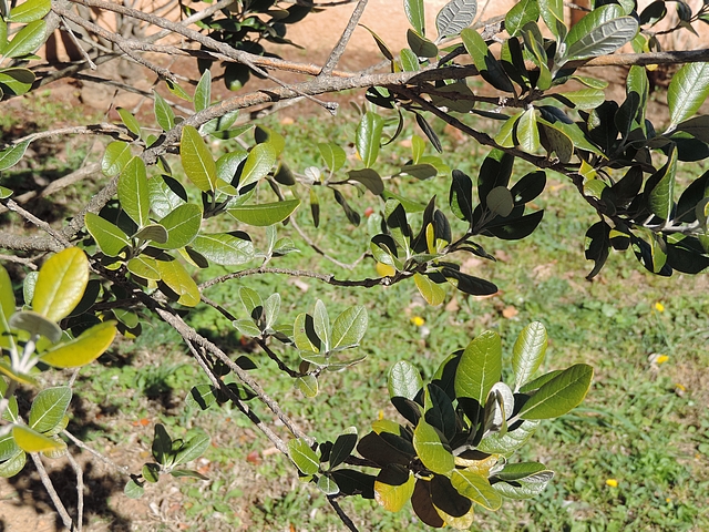 Acca sellowiana (Feijoa) : les longs rameaux gr�les sont d�nud�s dans leur partie basse