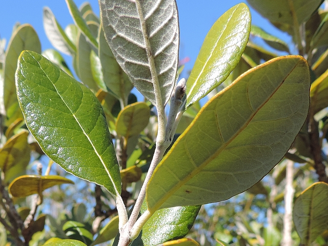 Acca sellowiana (Feijoa) : revers d'un jeunes feuille