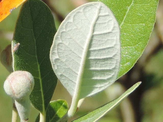 Acca sellowiana (Feijoa) : similitude de couleur et de villosit� entre le revers de la jeunes feuille et le bouton floral
