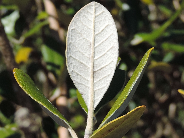 Acca sellowiana (Feijoa) : revers d'une jeune feuille