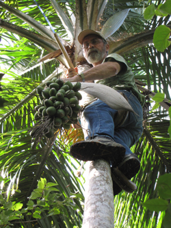 Larry Ronald Noblick, cr�ateur du nom Butia odorata