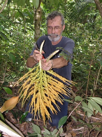 Larry Ronald Noblick, cr�ateur du nom Butia odorata