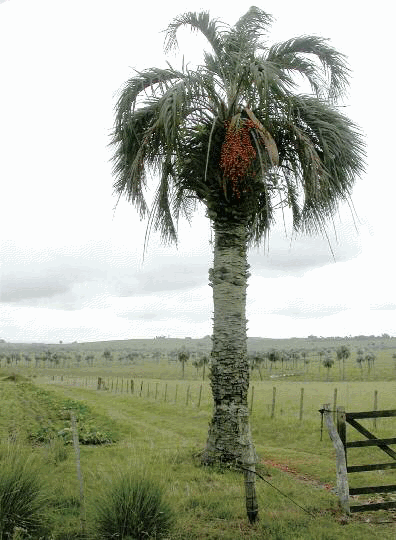 Butia odorata (Barb. Rodr.) Noblick : un sp�cimen pr�s de Rocha, en Uruguay