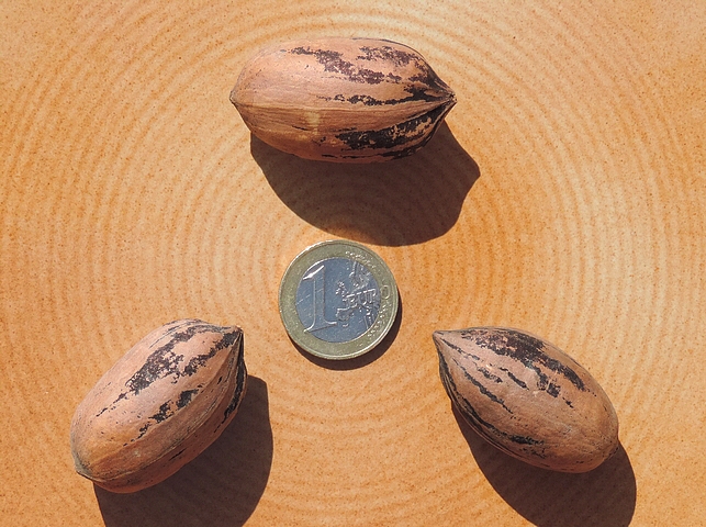 Carya illinoinensis 'Apache' : fruits (pacanes) - cultivar pour le sud