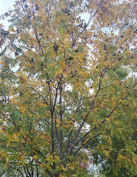 Carya illinoinensis (Pacanier) : récolte 2022 du cultivar Apache
