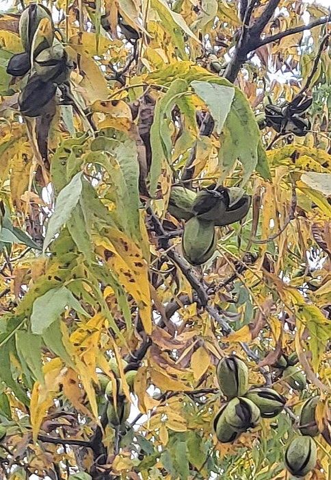 Carya illinoinensis (Pacanier) : récolte 2022 du cultivar Apache