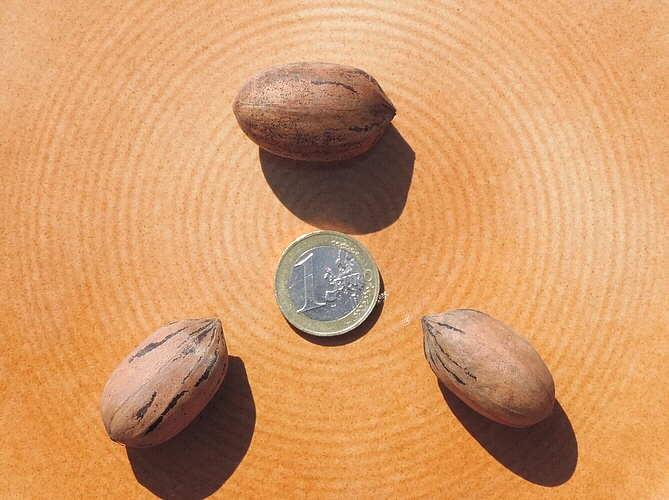  Carya illinoinensis 'Campbell NC4' : fruits (pacanes)