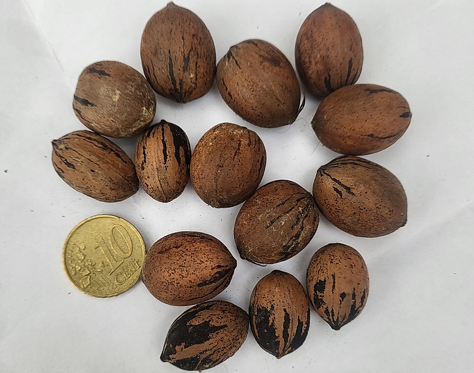 Carya illinoinensis (Pacanier), cultivar Carlson 3 : fruits anormalements petits de la récolte 2022.