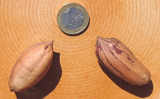  Carya illinoinensis 'Delmas' : fruits (pacanes)