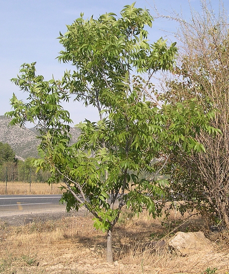 Carya illinoinensis (Pacanier) : jeune arbre greffé