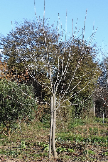 Carya illinoinensis (Pacanier) : jeune arbre greffé - slhouette d'hive