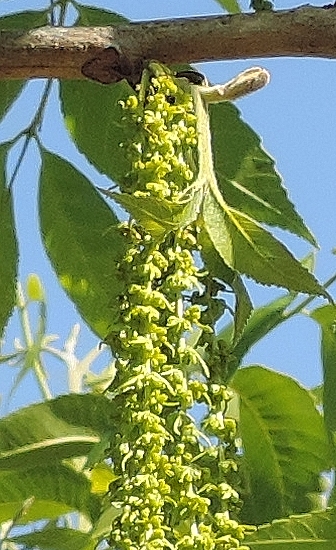Carya illinoinensis (Pacanier) : chatons mâles et jeune pousse de l'année 